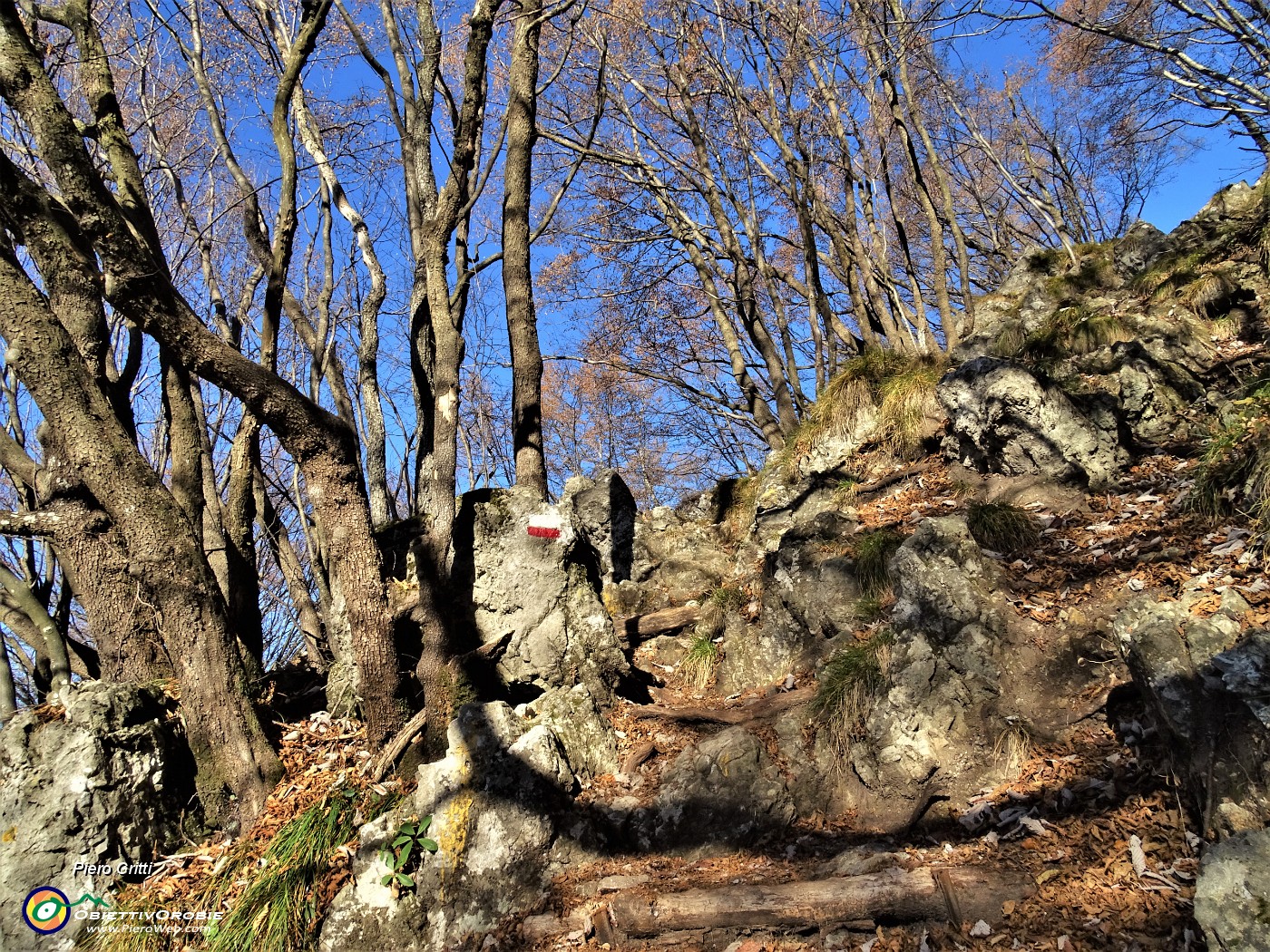 46 In decisa salita tra carpini neri  per il Monte Zucco.JPG